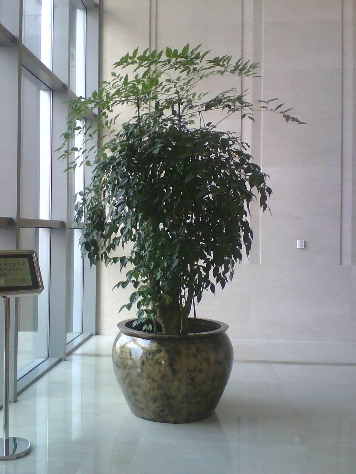幸福树 